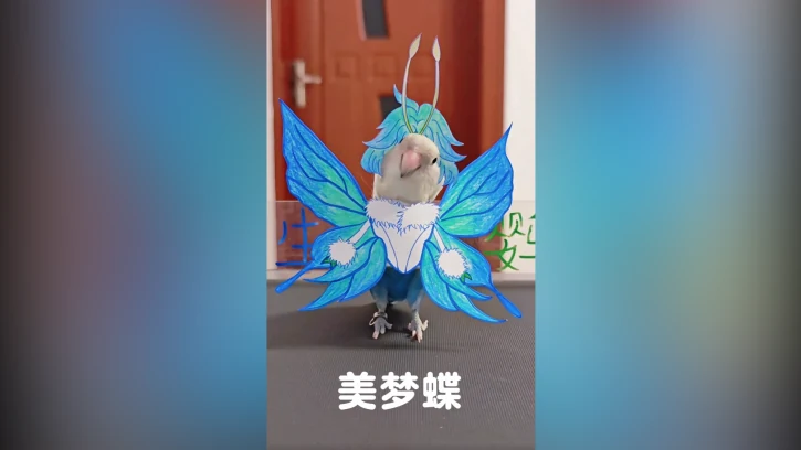 伊莫现实版——鹦鹉宝宝挑战cos美梦蝶